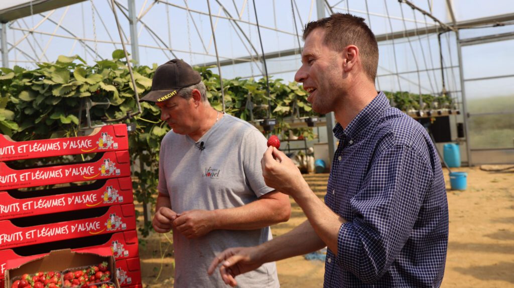 hommes go&ucirc;tant des fraises d'alsace