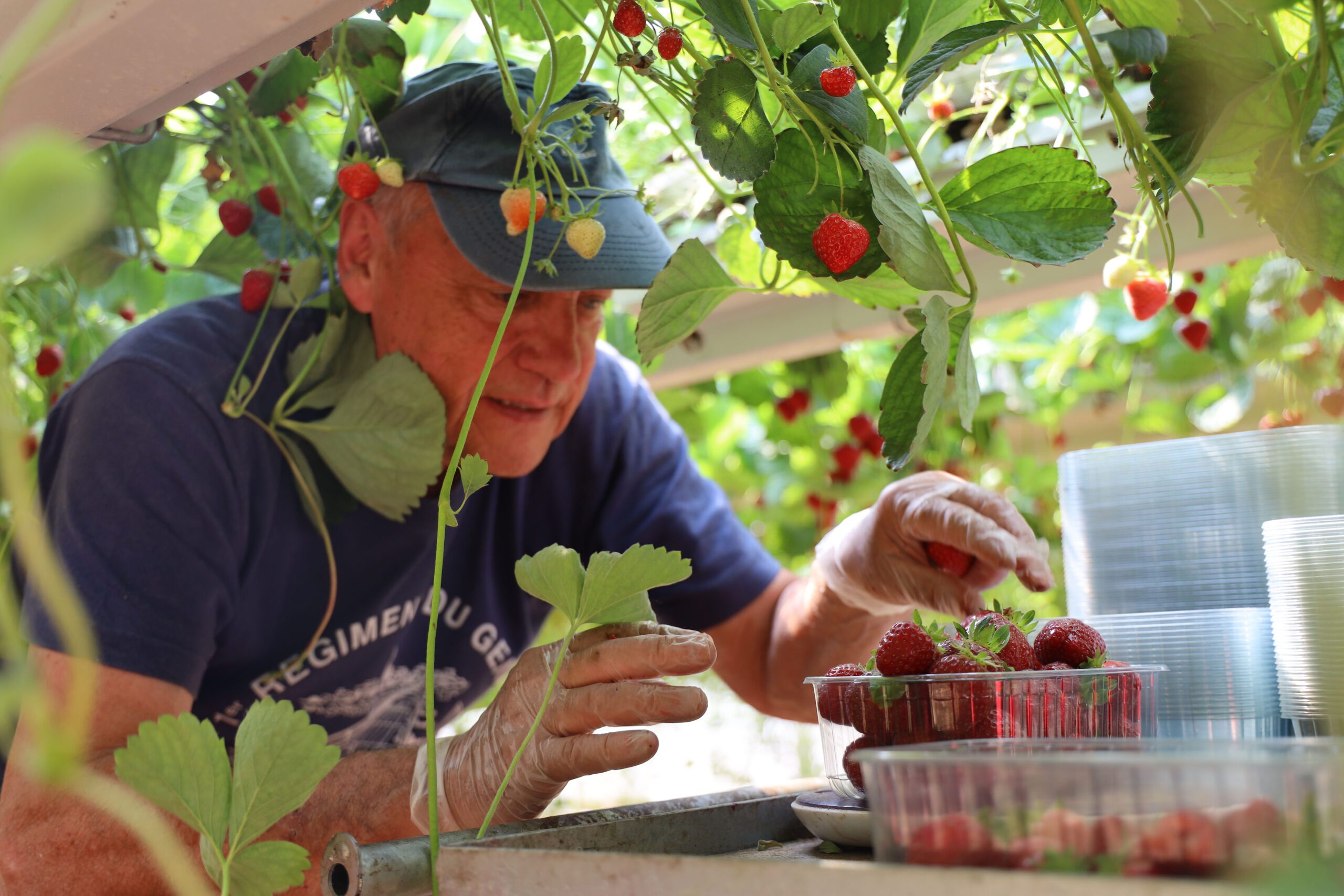 cueillir des fraises