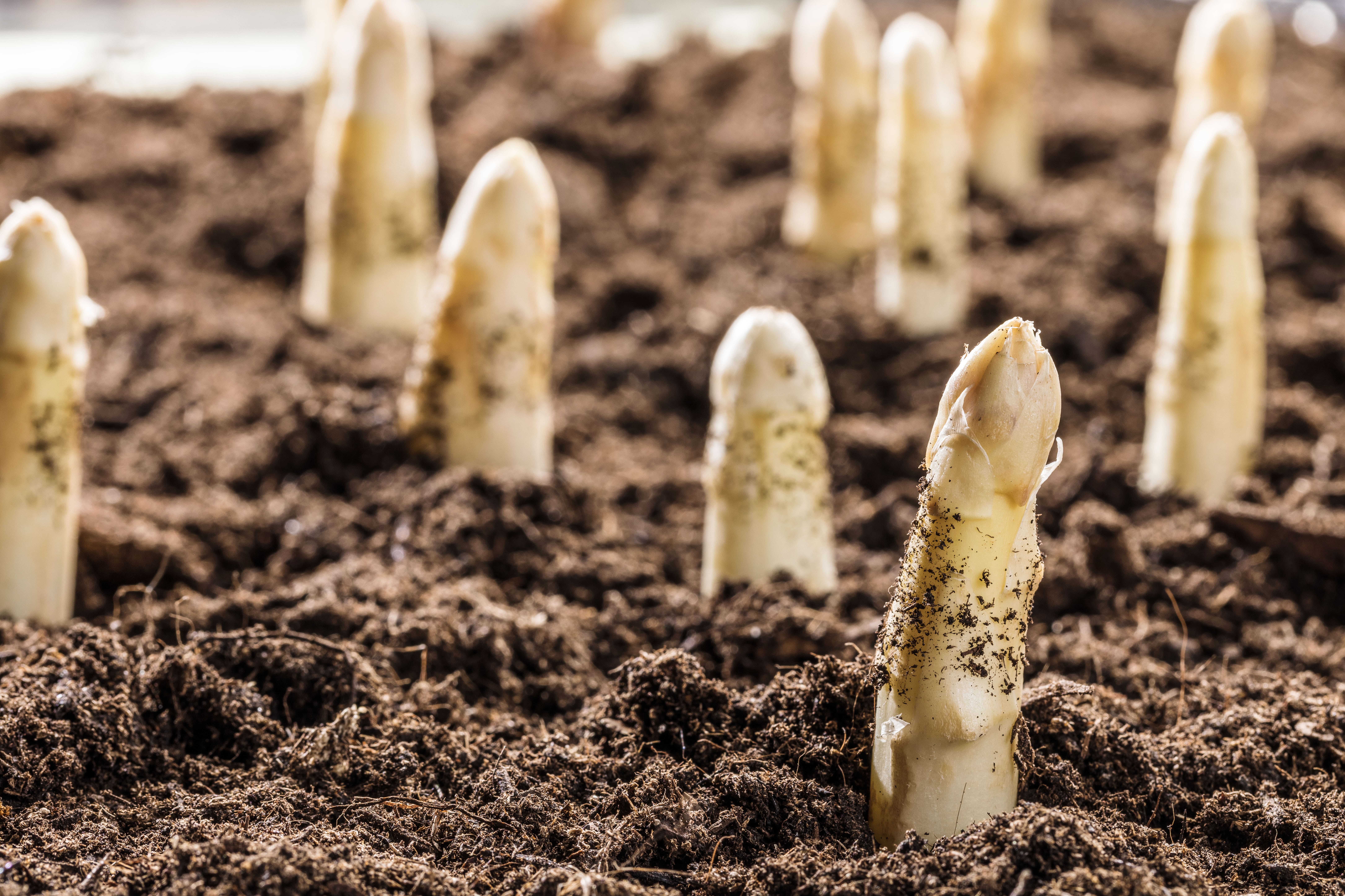 Asperges blanches dans la terre 