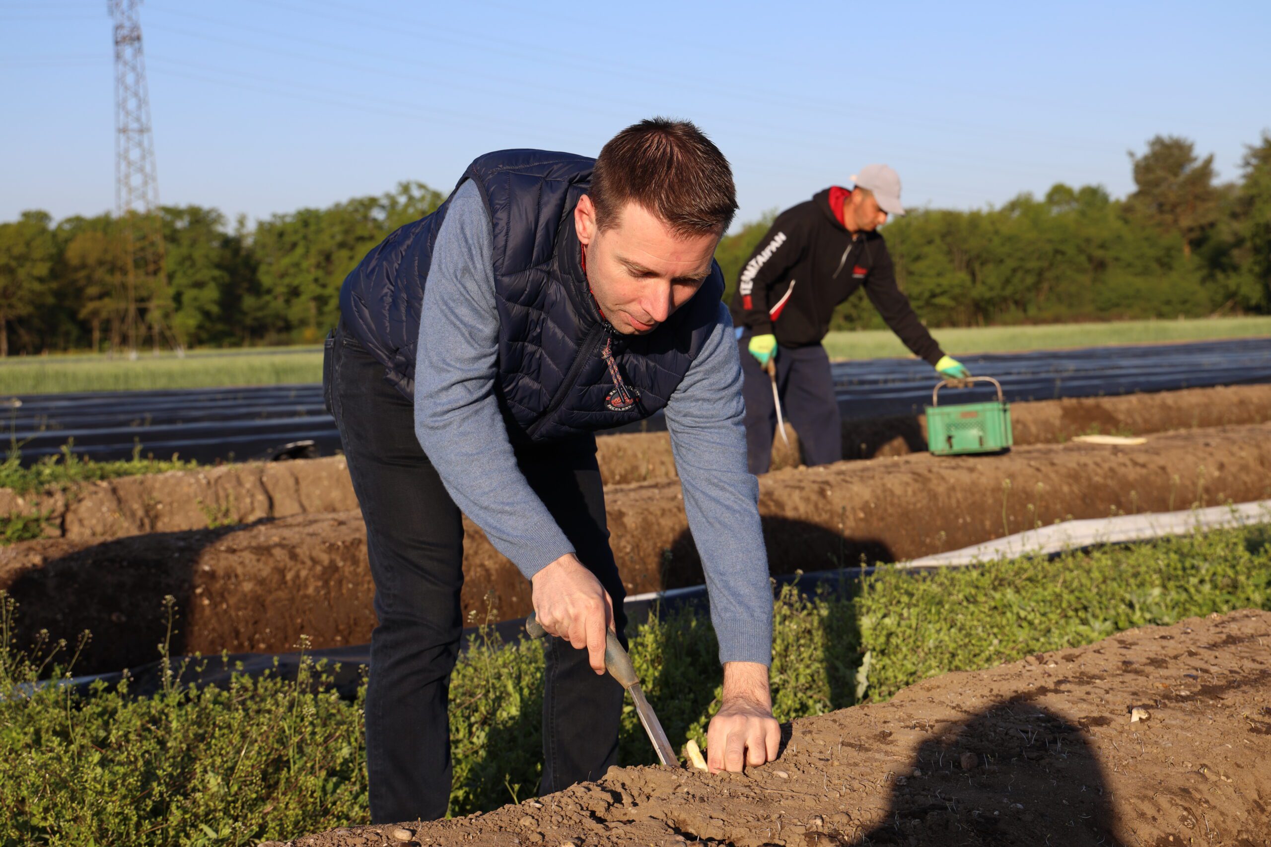 Gregory r&eacute;colte une asperge
