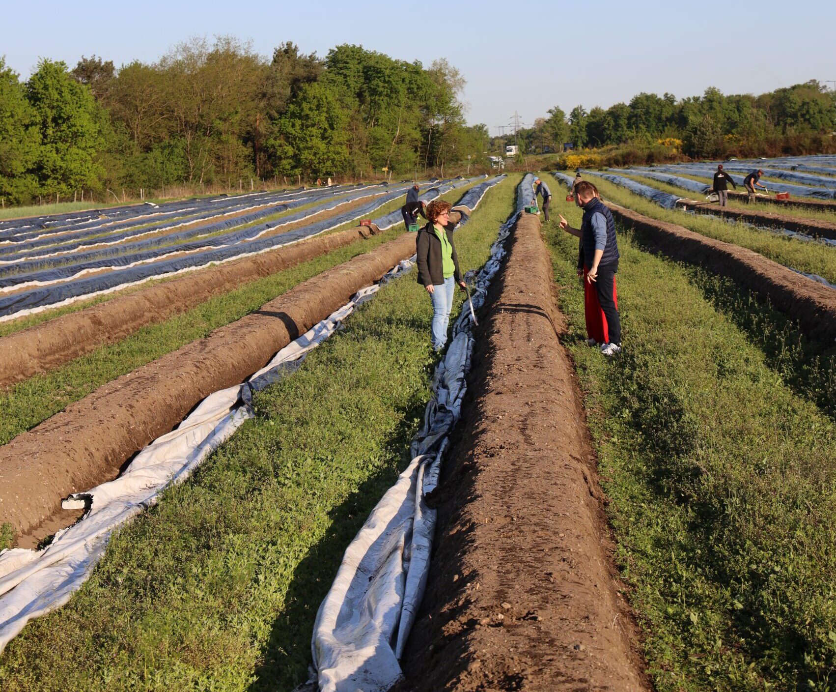 Exploitation d'asperges