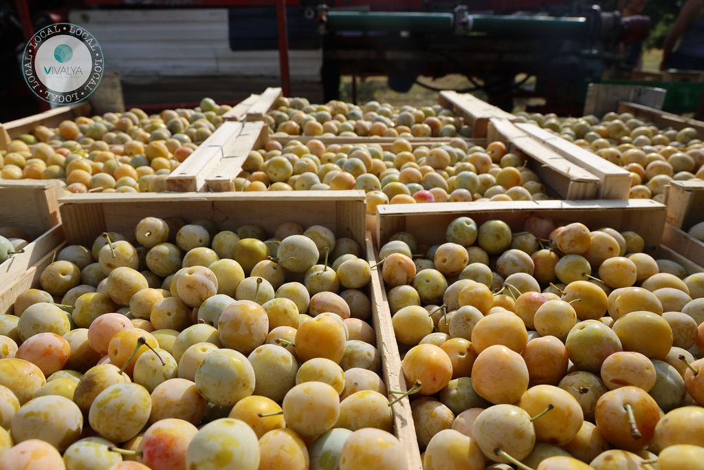 Mirabelles et sécheresse